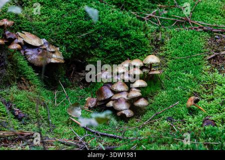 Gruppe kleiner brauner Pilze, die zwischen hellgrünem Moos auf dem Waldboden mit Zweigen und Blättern wachsen, natürliche Waldszene, Nahaufnahme des Texturhintergrunds Stockfoto
