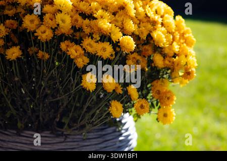 Leuchtend gelbe Chrysanthemen in einem gewebten Korb vor einem verschwommenen grünen Hintergrund. Diese wunderschönen Blumen bilden einen atemberaubenden Kontrast zum natura Stockfoto
