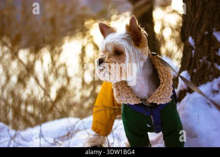 Lustige süße Yorkshire Terrier Hunderasse in einem warmen Anzug, Overalls, die an kalten, frostigen Wintertagen in einem Waldpark spazieren gehen. Ein gekleideter Hund in warmer Kleidung. Stockfoto