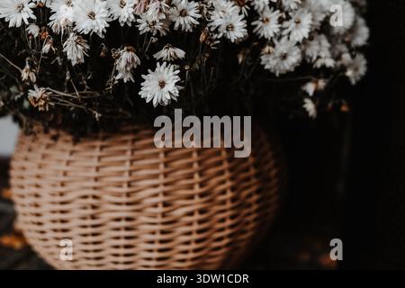 Weiße Mum Blumen in einem gewebten Korb mit Herbstblättern, eine gemütliche Herbstszene. Ein rustikales Arrangement weißer Herbstblüten in einem Korbkorb, umgeben Stockfoto
