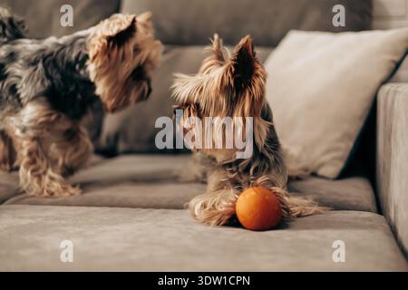 Zwei süße Yorkshire Terriers spielen mit einem orangen Ball auf einem grauen Sofa. Ein kleiner Hund ruht auf dem Spielzeug, während der andere sich nähert und ein C erzeugt Stockfoto