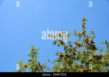 Reife rot-orangene vogelbeeren aus nächster Nähe, die in Clustern auf den Zweigen eines vogelbaums wachsen. Herbst vogelbeere vor dem blauen Himmel. Stockfoto