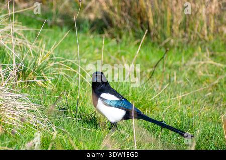 Eine eurasische Elster, die auf dem Gras läuft. Stockfoto