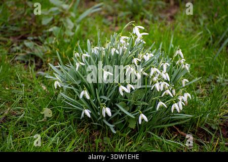Schneeglöckchen im Frühjahr im Gras. Stockfoto