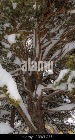 Schneeladenkonifer Pinus cembra Schweizer Kiefer Claviere piemont Italien Stockfoto