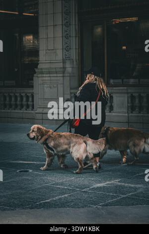 Eine Erwachsene Frau läuft mit zwei Hunden im Zentrum von Chicago. Stockfoto
