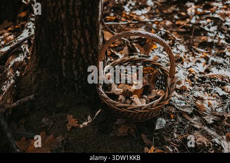 Ein Korb mit frisch geernteten Pilzen liegt in der Nähe eines Baumes im Wald. Auf dem Waldboden befindet sich ein Korb mit wilden Pilzen Stockfoto
