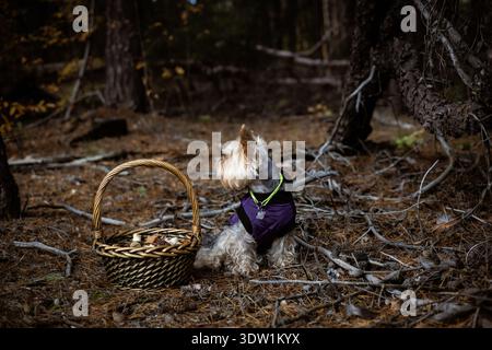 Yorkshire Terrier Hund trägt eine lila Weste in einem Wald mit einem Korb. Ein niedlicher Yorkshire Terrier sitzt in einem Wald und trägt eine lila Weste Stockfoto