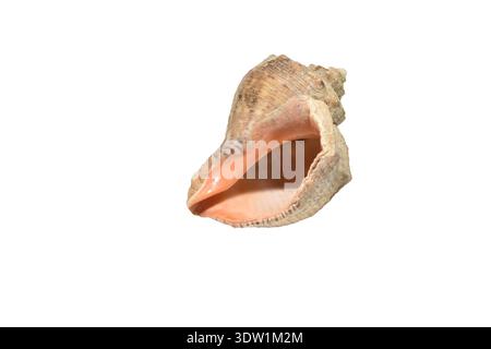 Meeresschneckenschale oder Rapanaschale, Rapana venosa isoliert auf weißem Hintergrund. Stockfoto