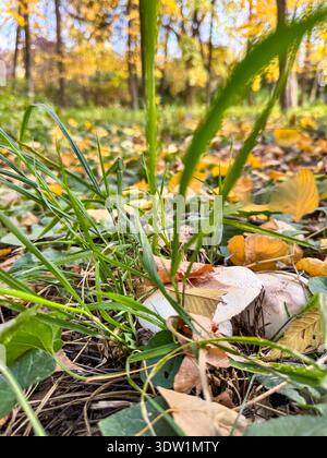 Zwei wilde Pilze, die zwischen grünem Gras und herabfallenden Herbstblättern wachsen. Natürliche Waldlandschaft im Hintergrund und saisonale Stimmung. Stockfoto