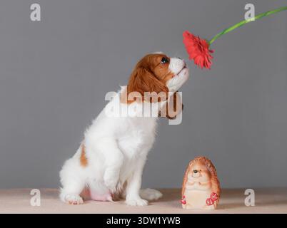 Cavalier King Charles Spaniel Welpe schnüffelt rote Gerbera Blume in der Nähe von Igel Figur, neutraler Studio Hintergrund Stockfoto