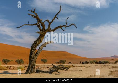 Kameldornbaum im Sandgebiet an roten Dünen. Stockfoto