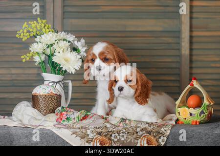 Zwei Cavalier King Charles Spaniel Welpen mit seitlichem Blick auf die Osterkuchenblumen im rustikalen Ambiente Stockfoto