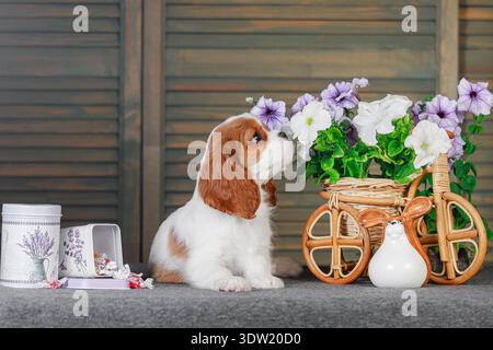 Cavalier King Charles Spaniel Welpe schnüffelt Frühlingsblumen Osterdekor rustikaler Hintergrund Stockfoto