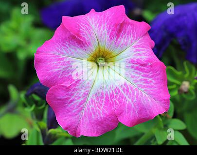 Nahaufnahme einer leuchtend rosafarbenen Petunia E3 Easy Wave Rose Morn Blume mit weißem mattierten Zentrum und gelbem Hals. Stockfoto