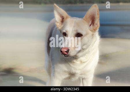 Reife (10 Jahre) Hündin mit rosafarbener Nase draußen auf der Straße. Mischen Sie deutschen Hirten und Husky Nahaufnahme. Portraithund Stockfoto