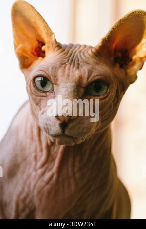 Kahle kanadische Spynx-Katzenmaulkorb mit wunderschönen blauen Augen, die in eine Kamera schauen. Ein Kätzchen mit schlauen Augen Porträt. Konzentriertes, katzenes Haustier Stockfoto