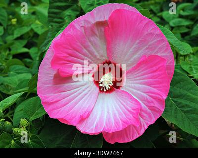 Nahaufnahme einer Luna Pink Swirl Hardy Hibiskusblüte mit großen rosafarbenen Blüten und einem dunklen kastanienbraunen Zentrum. Stockfoto