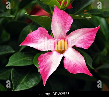 Nahaufnahme einer leuchtenden rosafarbenen Mandevilla-Blume mit gelbem Hals und glänzend grünen Blättern. Stockfoto