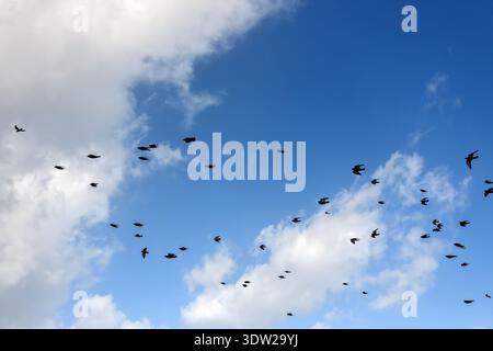 Eine große Gruppe wilder Vögel schweben hoch in einem hellblauen Himmel mit flauschigen weißen Wolken und symbolisieren Freiheit und Migration in der Natur. Stockfoto