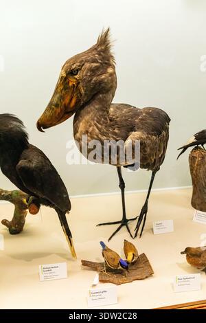Shoebill (Balaeniceps rex) Vogel, auch bekannt als der Walkopfstorch, Natural History Museum, London, England, Vereinigtes Königreich. Stockfoto
