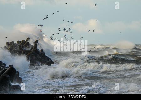 Wilde Sturmwellen treffen auf die Hafenmole Liepaja in der Ostsee, während Seevögel über dem turbulenten, mächtigen Meereswasser fliegen Stockfoto
