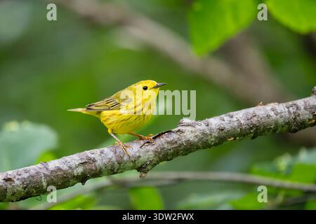 Gelber Warbler auf Barsch in SüdzentralAlaska. Stockfoto