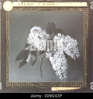 William Weaver Baker war ein Amateurfotograf, der thematische Serien botanischer Dias schuf. Das Archivbild dokumentiert eine Glasfolie mit dem Titel Lilac auf der Halterung, die ein Exemplar von Syringa mit violetten Blüten, die isoliert präsentiert werden, aufzeichnet. Es war Teil einer Reihe von 52 Blumenbildern und enthält Beweise für ein Namensschild, das für Vorlesungen oder Wettbewerbe verwendet wurde. Stockfoto