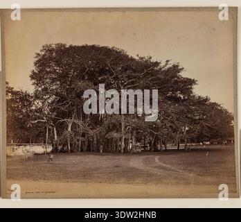 John Reader Jackson (1837–1920) war Kurator des Museums in den Royal Botanic Gardens in Kew. In diesem Werk wird ein Banyan-Baum in Negambo in Sri Lanka als Teil seiner botanischen Interessen aufgezeichnet. Das Archivbild gehört zu einer Gruppe von Fotografien, die Jackson zugeordnet sind und für Forschungs- und Bildungszwecke verwendet werden. Stockfoto