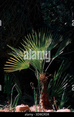 Mediterrane Fächerpalme, Zwergpalme oder Peterspalme (Chamaerops humilis), Alghero, Sardinien, Italien Stockfoto