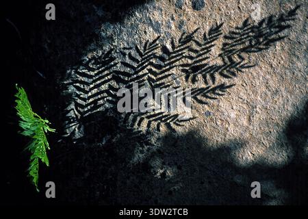 Der Schatten eines Farns auf Granit. Tempio, Mount Limbara. Sardinien, Italien. Stockfoto