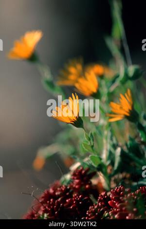 Calendula officinalis, Marys Gold, Ringelblume, der Topf Ringelblume, Scotch Ringelblume, oder Ruddles ist eine blühende Pflanze in der Gänseblümchenfamilie, Sassa Stockfoto