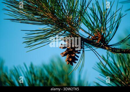 Tannenzweig mit einem Reifen Tannenzapfen, wahrscheinlich eine Pinusart. Stockfoto