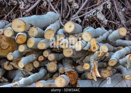 Es wird ein großer, unordentlicher Stapel frisch geschnittener Stämme und dicker Äste gezeigt. Das Holz hat glatte, graue Rinde und helle, frisch geschnittene gelb-orange runde Enden. Stockfoto