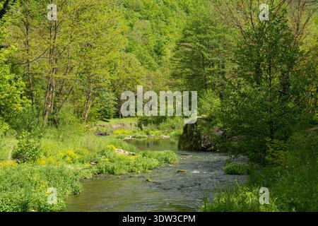 Friedlicher Gebirgsbach, der im Frühjahr durch einen üppigen grünen Wald fließt Stockfoto