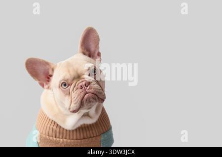 Süße französische Bulldogge im Pullover auf grauem Hintergrund Stockfoto