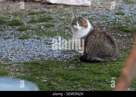 Hauskatze sitzt draußen auf Gras und Kies, grüne Augen schauen in die Kamera Stockfoto