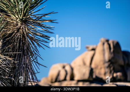 Eine Wüstenszene mit einer einsamen Palme und einem großen Felsen im Hintergrund. Der Himmel ist klar und blau, und die Palme ist spärlich mit Blättern bedeckt Stockfoto