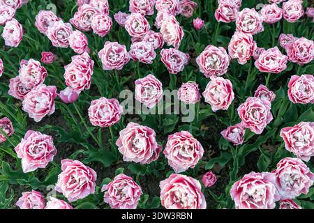 Pinkfarbene Tulpen von oben. Blumen im Frühlingsgarten. Blick von oben auf den Tulpengarten im Frühling. Zuckerkristall Stockfoto