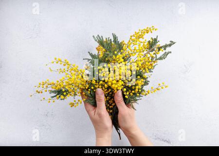 Leuchtend gelbe Mimosa-Blüten in den Händen gehalten, um den Frühling zu feiern Stockfoto
