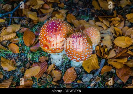 Drei rote und weiße Pilze sitzen auf einem Stapel Blätter. Die Pilze sind klein und haben ein stacheliges Aussehen. Die Blätter sind braun und verstreut Stockfoto