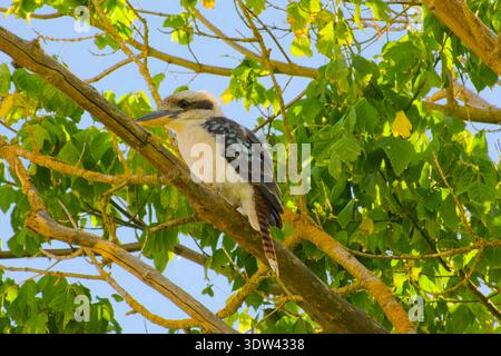 Lachende Kookaburra im Baum in der Nähe von Echuca, Victoria, Australien Stockfoto