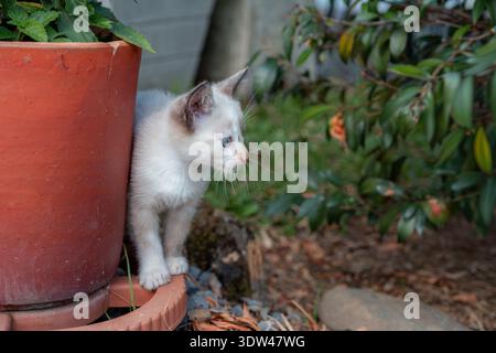 Ein süßes Kätzchen mit blauen Augen blickt vorsichtig hinter einem Terrakotta-Pflanztopf im Garten hervor. Die junge Katze erkundet die Umgebung im Freien, Showi Stockfoto