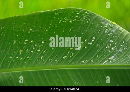 Leuchtendes grünes Bananenblatt-Makro mit kristallklarem Morgentau. Perfekt für Wellness-Branding, organische Schönheit oder tropische Natur. Stockfoto