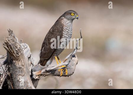 Weibliches eurasisches sparschwein (Accipiter nisus), das auf totem Baumzweig thront, alarmierender Raptor mit intensivem gelbem Auge und weichem Hintergrund. Stockfoto