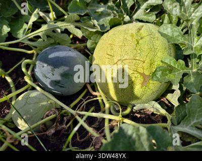 Wassermelonen Früchte umgeben von Stämmen und Blättern im Garten. Stockfoto