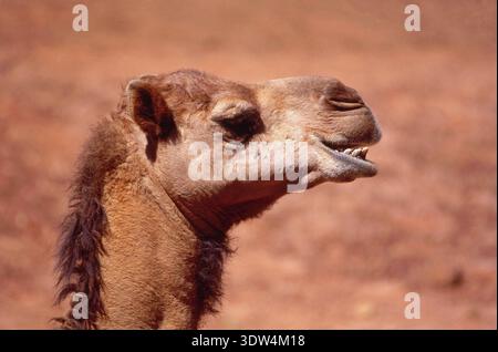 NÄHERUNGSVERGRÖSSERUNG EINES KAMELS (CAMELUS DROMEDARIUS) IN EINEM WILDLIFE-PARK IM NORDEN AUSTRALIENS. Stockfoto