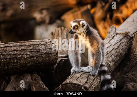 RingschwanzLemur sitzt auf einem Holzstamm und blickt aufmerksam in die Ferne in warmem goldenem Licht Stockfoto