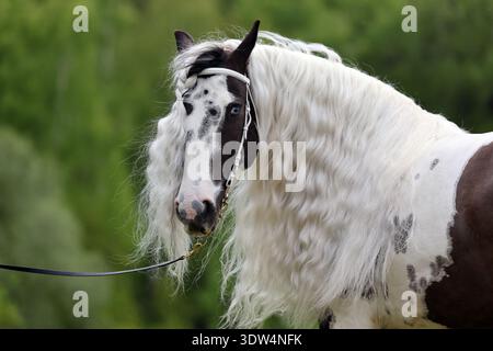 Langes Haar gemaltes Bastelpferd in grünem Naturhintergrund Stockfoto
