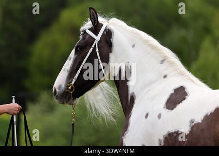 Langes Haar gemaltes Bastelpferd in grünem Naturhintergrund Stockfoto